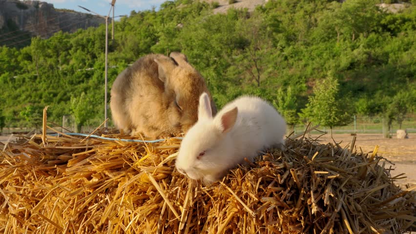 Rabbits playing on straw bales in sunny outdoor farm setting during summer afternoon