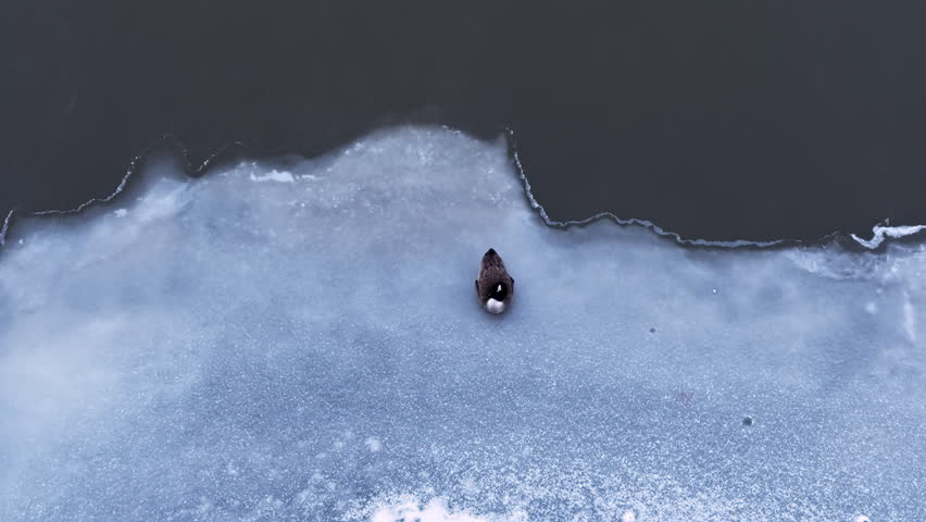 A Canada goose that did not migrate spends the winter alone on midstream river ice, calmly preening in a quiet top-down wildlife scene surrounded by dark open water.