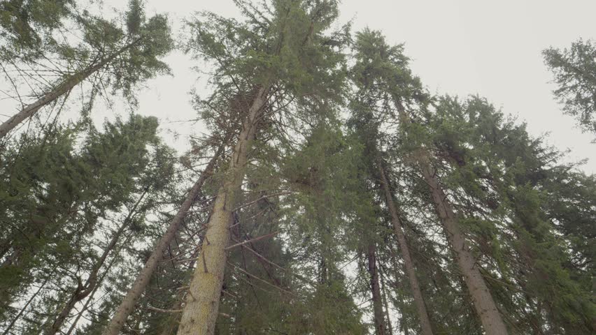 Camera looks up at tall fir trees as they stretch towards the sky. Branches form a canopy above and create a natural setting. The forest is full of greenery.
