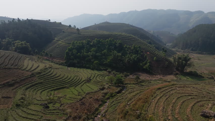 Aerial glide along tea terraces beside dense greenery and bamboo clusters in Muong Khoa, Lai Chau, Vietnam.