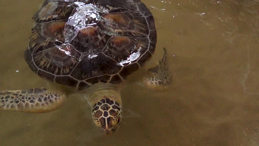 A juvenile Sea Turtle swimming near the edge of a tiled conservation pond.
