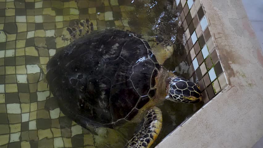 A juvenile Sea Turtle swimming near the edge of a tiled conservation pond.