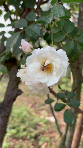 Closeup of a delicate white rose flower in full bloom with a common housefly perched on its petals in a garden setting.