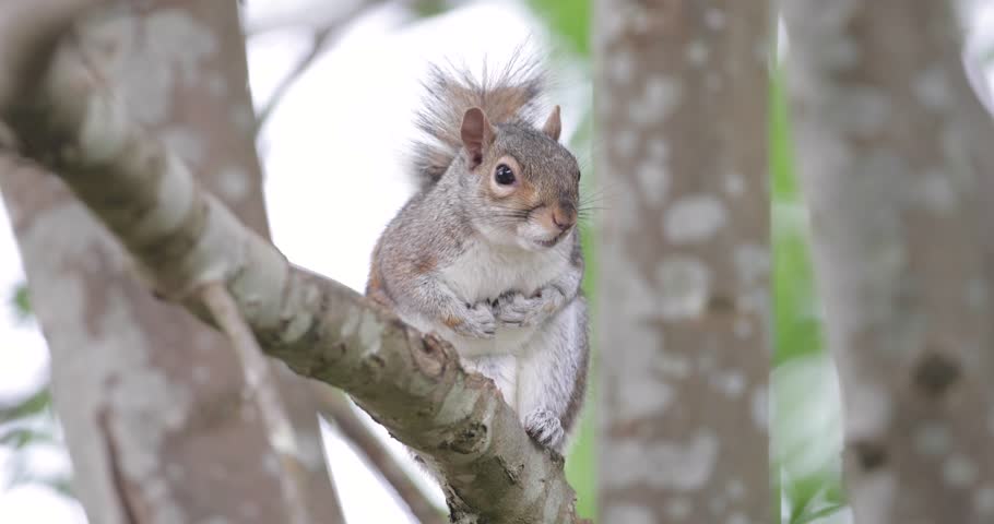 Close-up of Eastern grey squirrel (Sciurus carolinensis) standing on a tree branch, UK.