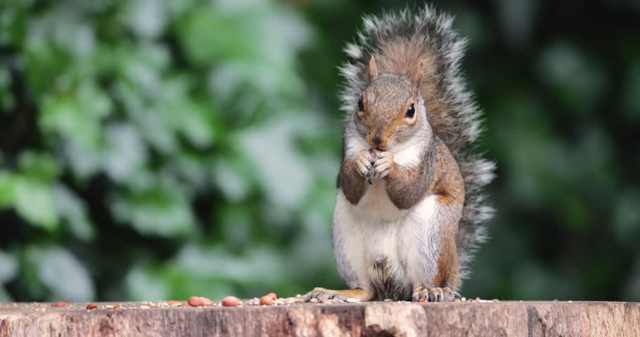 A young wild Eastern grey squirrel (Sciurus carolinensis) eating nuts and seeds on a tree stump, UK.