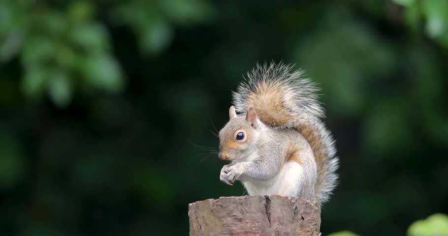 A young wild Eastern grey squirrel (Sciurus carolinensis) eating nut on a tree stump, UK.