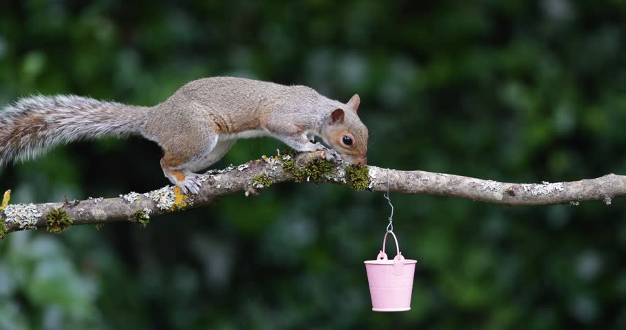 Eastern grey squirrel (Sciurus carolinensis) eating nuts from a small pink bucket on a mossy tree branch, UK.