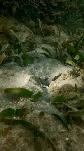 Goby fish and pistol shrimp sharing a sandy burrow. Symbiotic marine behavior as shrimp digs while goby keeps watch. Natural underwater wildlife scene.
