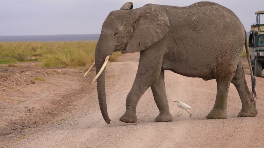 elephant crossing road in Africa open grassland Africa