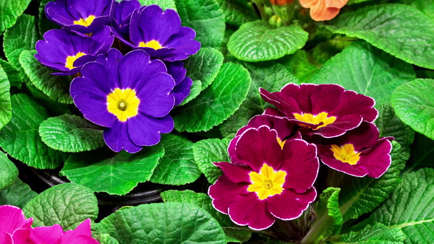 Primrose Timelapse of First Spring Flower Blossom. Primula Vulgaris Background