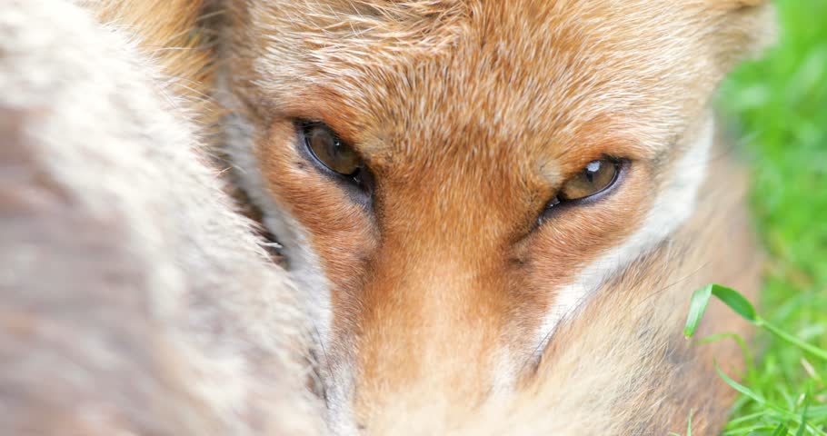 Close-up portrait of a beautiful red fox (Vulpes vulpes) with its eyes closed sleeping curled up on a vibrant green grass and tail wrapped around its face, UK.