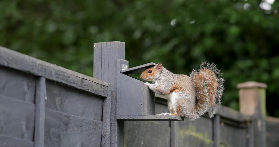 A wild Eastern grey squirrel (Sciurus carolinensis) eating nuts and seeds from a squirrel feeder in a garden setting, UK.