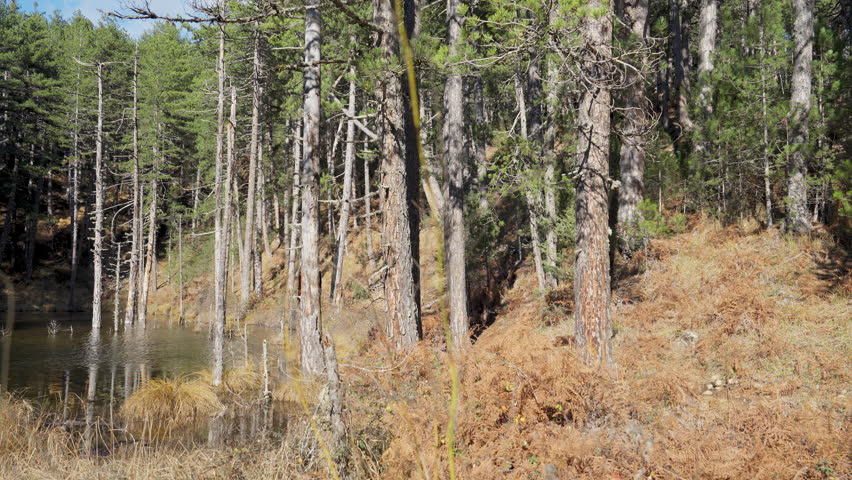 Hidden woodland lake in Zagorochoria, Greece, surrounded by Epirus evergreen forest