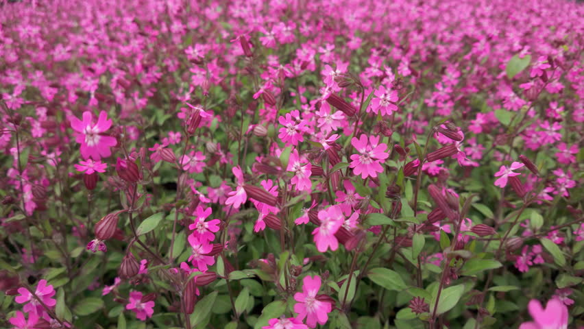 Champion or Catchfly flowers sway in the breeze
