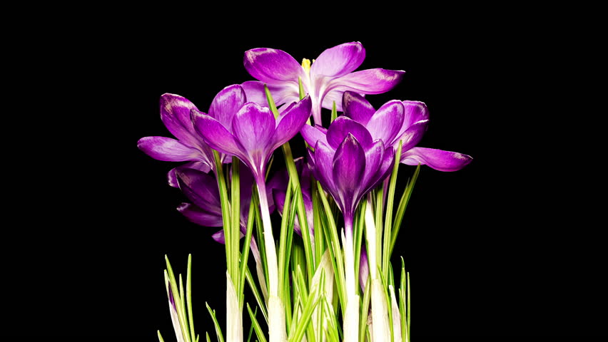 Violet Flowers Crocuses Blooming and Withering in Time Lapse on a Black Background with Rotating Effect. Lilac Saffron Flower. Spring and Holiday Concept