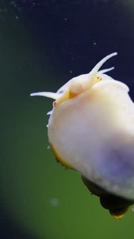 Ivory white mystery snail gliding on the glass wall of a freshwater aquarium with green plants