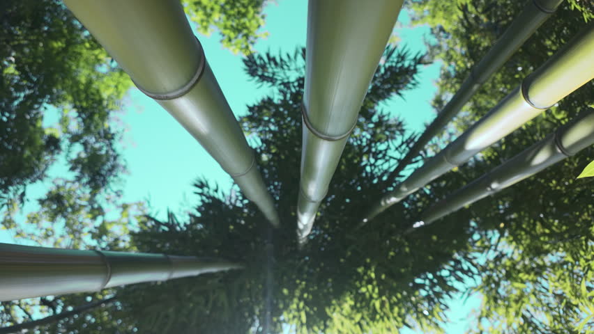 The concept of fast-growing bamboo with a bottom-up view of the trunks and crowns against a blue sky on a sunny day, backlit by the sun.