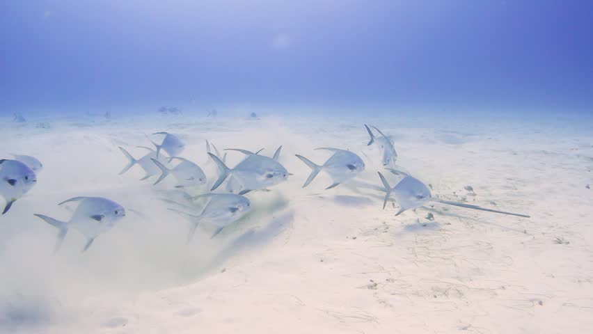 Southern stingray digging in the sand for food, followed by a school of permit and a boxfish