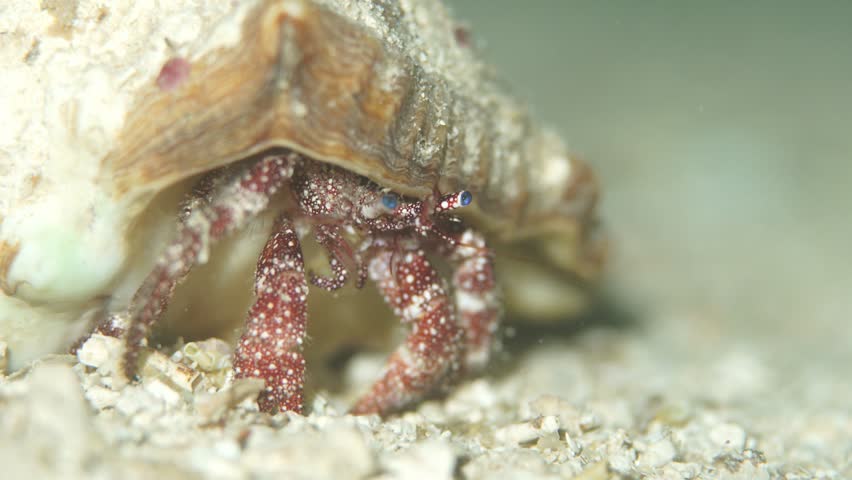 Red hermit crab with blue eyes walking on the sandy ocean floor in a macro view