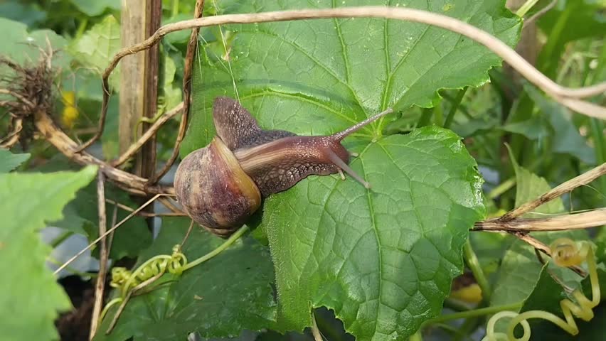 A giant snail is crawling on the surface of a fresh green cucumber leaf in the garden.
