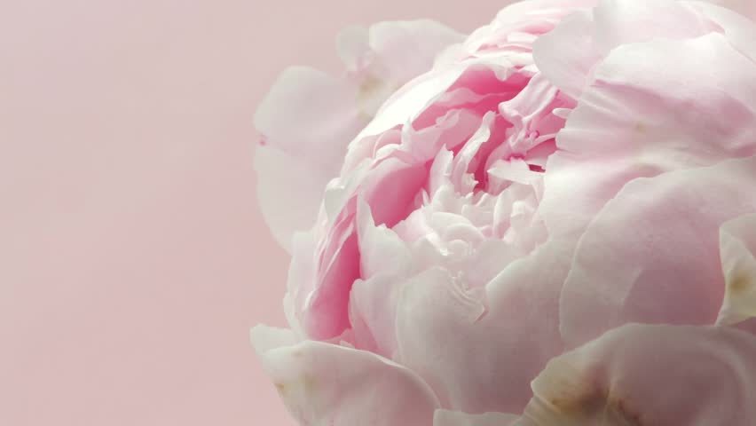 Peony flower open, closeup. Beautiful pastel pink peony background. Blooming peony flower opening process, time lapse, close-up, macro shot. Romantic Wedding border design, Valentine