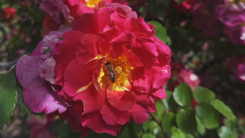 Honey bee collecting nectar on a red flower of Alpine rose (Rosa pendulina) sway in the breeze, Close-up
