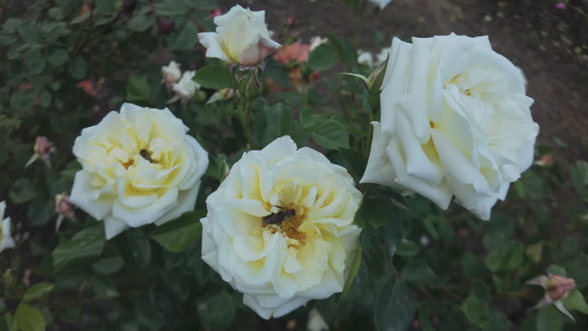 Honey bees collecting nectar on a Burnet roses (Rosa pimpinellifolia), close-up