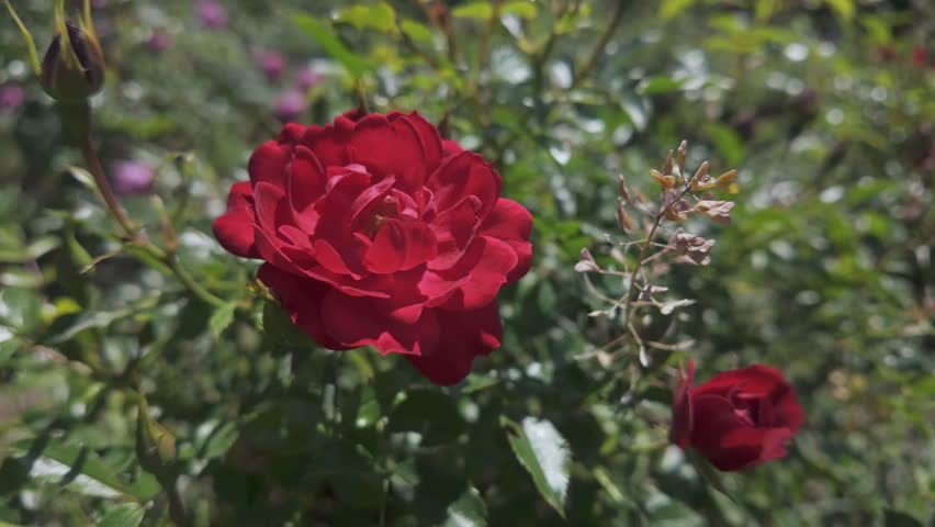 Close-up of red Alpine rose or Mountain rose (Rosa pendulina) swaying in the breeze