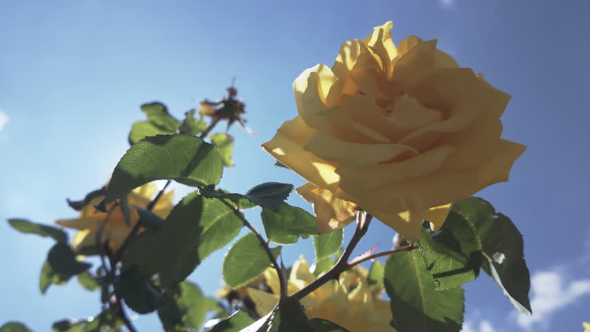 Close-up of Yellow Austrian briar (Rosa foetida) swaying in the breeze against a blue sky, backlit by sun