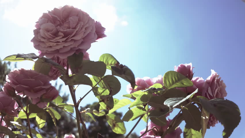 Close-up of Damask rose (Rosa damascena) swaying in the breeze against a blue sky, backlight by sun