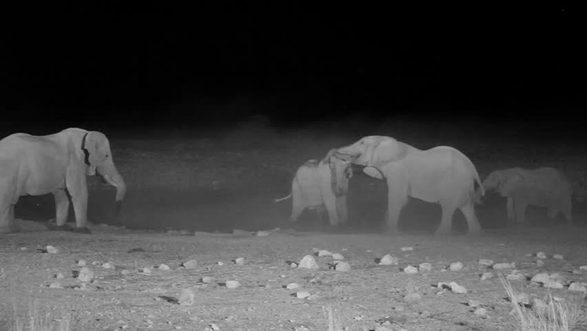 African elephants at a waterhole at night in Etosha National Park, Namibia (Loxodonta africana)
