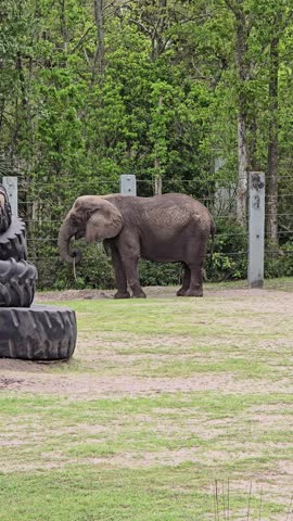 Footage of elephants at Jacksonville Zoo and Botanical Gardens in Jacksonville Florida USA