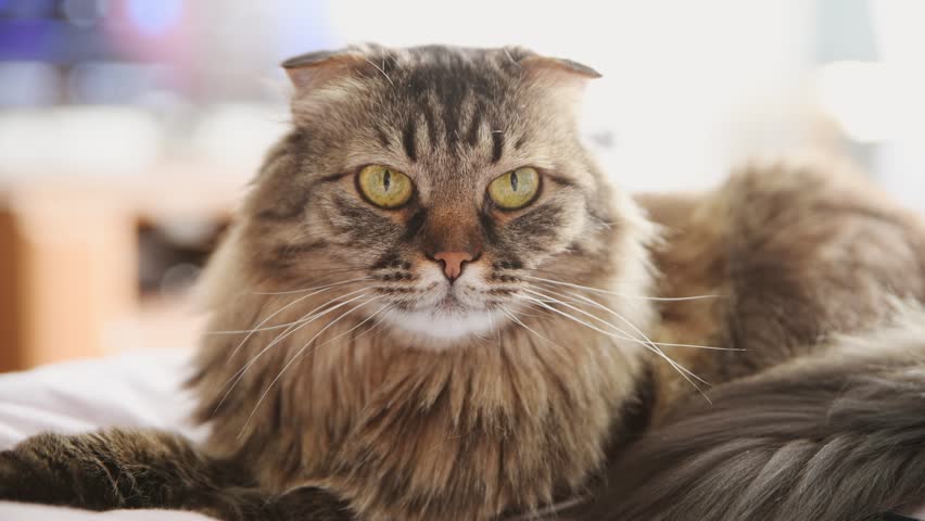 Close up front view of long haired tabby cat resting comfortably on white bedspread with blurred neutral background in warm sunlight. Focus on alert facial expression and detailed fur texture