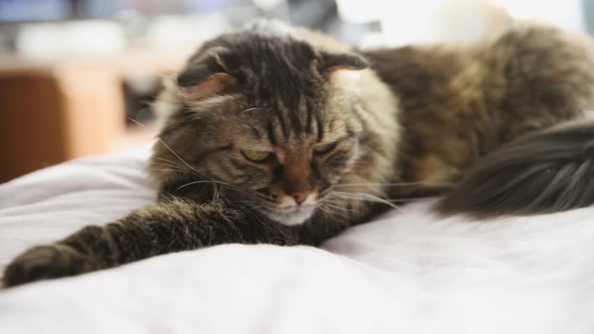 Brown tabby cat lounges and stretches front paw on white bed sheet in cozy indoor setting with soft natural lighting highlighting fur texture and calm mood