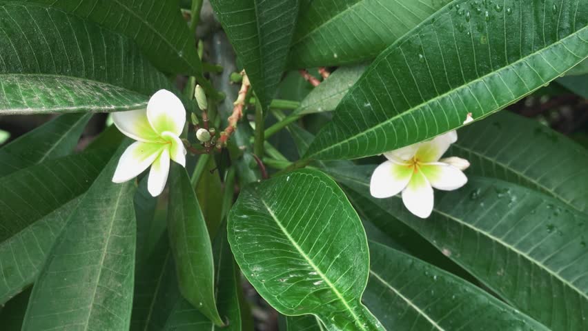 White Tropical Flowers Blooming Among Green Leaves In Garden