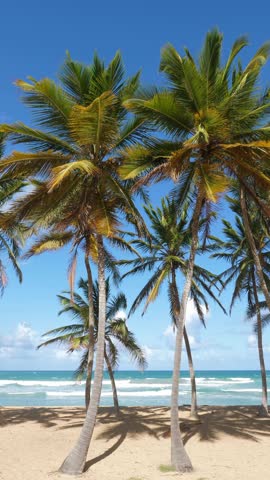 Pristine tropical coastline with coconut palm trees and azure caribbean sea. Perfect travel landscape view. Vertical footage