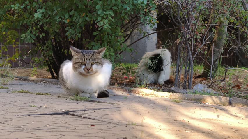 A grey and white cat sits on a path while a black and white cat emerges from bushes to sit nearby. This footage illustrates street animal companionship in a calm outdoor setting.