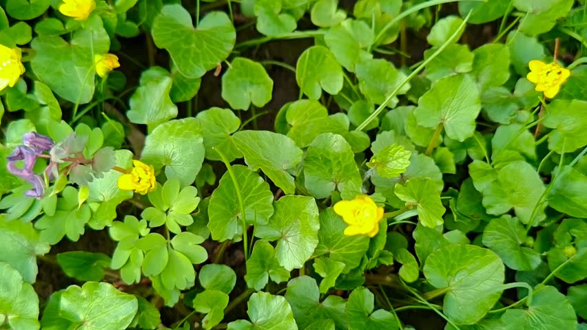 Spring flowers and thick grass on the lawn under a wooden fence close-up