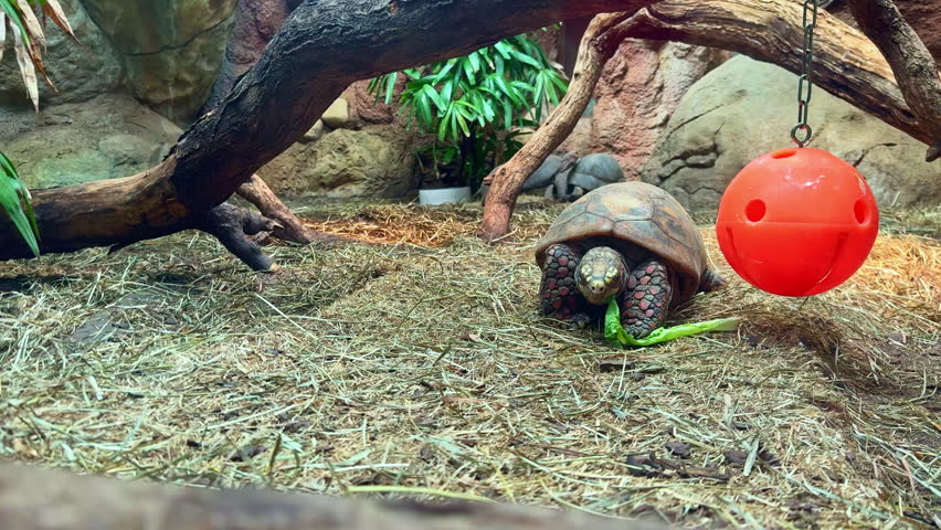 A turtle is sitting on the ground and eating a green vegetable while a red toy ball hangs nearby. The setting has rocks and plants giving a natural look.