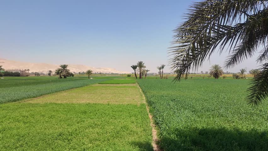 Vivid green fields of luxor thriving along the nile river, contrasting with ancient kings valley tombs in arid desert mountains