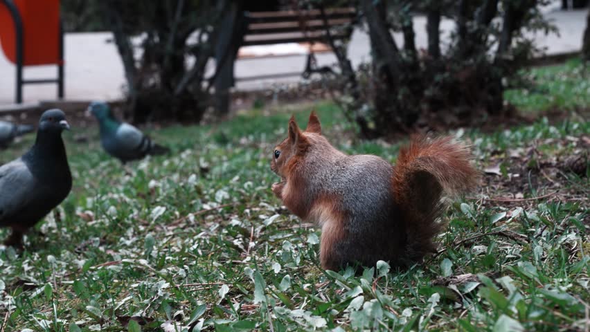 Wild Squirrel Foraging on Grass in Urban Park - Close Up