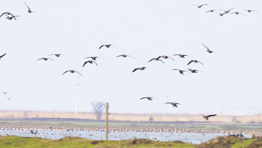 Large flock of greater white-fronted geese (Anser albifrons) landing on flooded meadow to feed