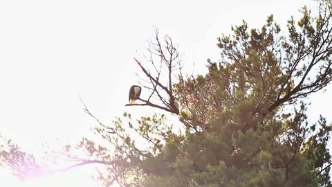 bald eagle perched on tree, slow motion pan up