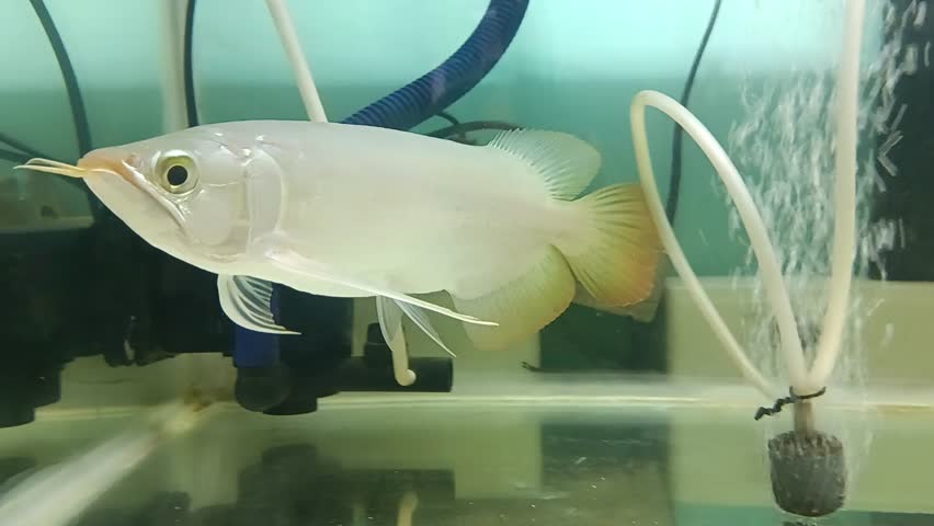 A close-up view captures a sleek white arowana swimming near the filtration equipment in an aquarium.