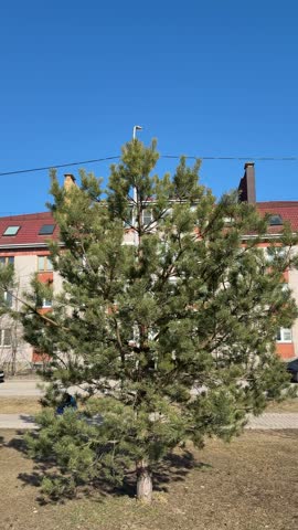 Fluffy pine tree in brick courtyard under clear blue sky, sunlight highlighting dense green foliage, red rooftop and chimney.