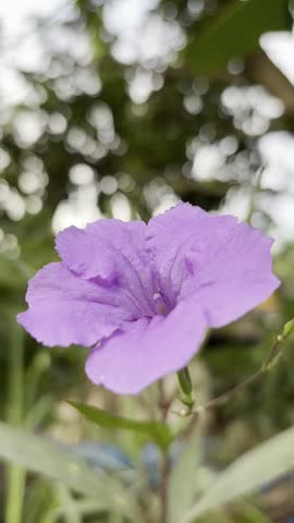 purple flower green leaves in nature
