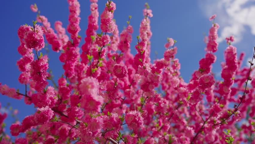 Vibrant pink blossoms fill frame against clear blue sky. Branches stretch upward, flowers dense and delicate. Bright spring light enhances vivid hues. Perfect for nature, travel.