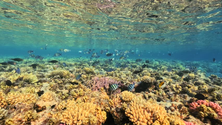 School Of Sergeant Major Fish Above Shallow Coral Reef In Half Underwater View