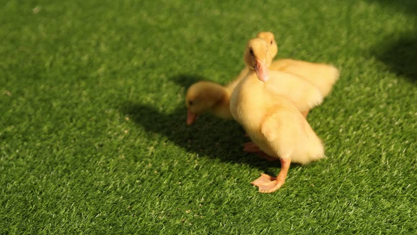 Cute ducklings on artificial grass, camera moving in. Baby animals