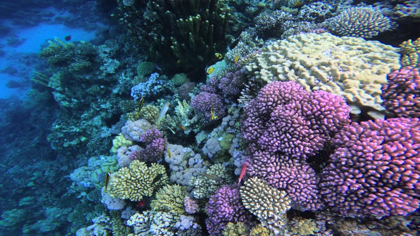 Dense coral reef landscape with vivid colors of small fish. Beautiful Red sea underwater world